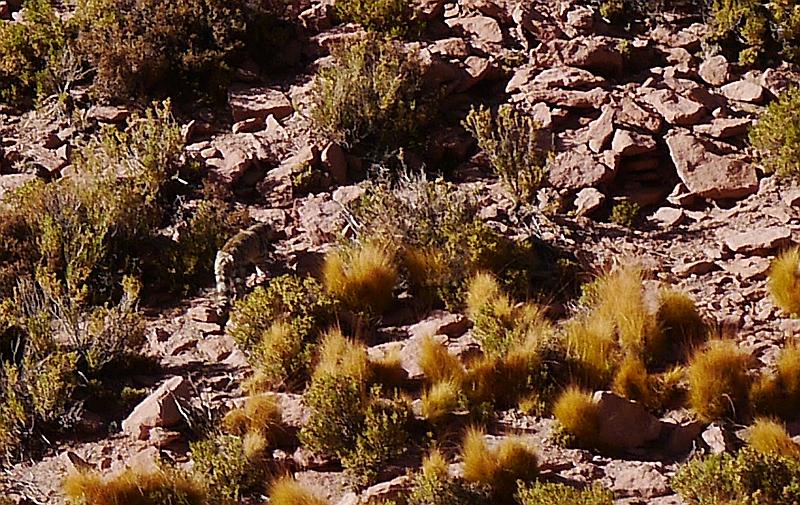 OrelMarto's tweet photo. #gatoandino cazando a las vizcachas, camino al Tatio, domingo 17 de mayo de 2015.
#sanpedrodeatacama #geysersdeltatio http://t.co/zXPCdPB4zE