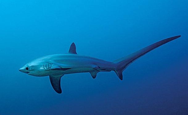eOcean126's tweet photo. Imagine being slapped by your predator! Thresher sharks slap their prey with their tails sometimes killing the fish! http://t.co/EZiwY3U9M2