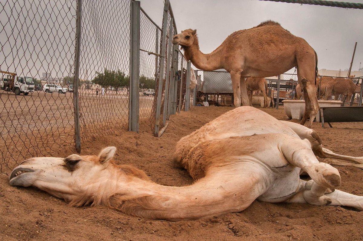 jrmcgee's tweet photo. @sagemarcus @pikabluemix #IBMcloudSMASH camels captured! http://t.co/Sh3hh1Dzzb