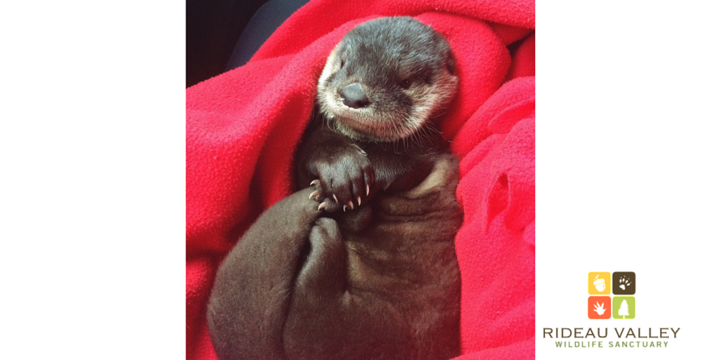 rideauwildlife's tweet photo. HAPPENING NOW: North American river otter found on road. Healthy. Trying to reunite baby w/ momma.   #Ottawa http://t.co/V9SGSjvkUC