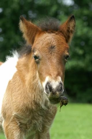 horses_dreams's tweet photo. #WistJeDat | veulens vaak de mest van de moeder eten? Hier krijgen ze een gezonde darmflora van! #HDreams http://t.co/7DRF8dFDKN