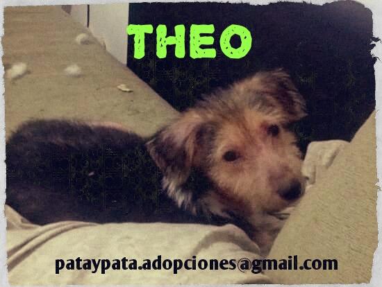 pataypata's tweet photo. #ElMundoSeriaMejorSi todos los perritos tuvieran hogar. Theo busca uno. @pataypata  @refuasis @elcampito http://t.co/hxq4u5TkSC
