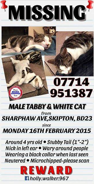 hwalker0709's tweet photo. Please rt. @CatsProtectionW @RSPCACraven @jbiesta http://t.co/46pnBV8l3J