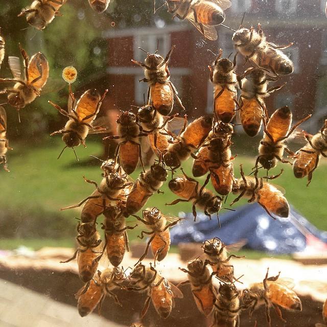 _BEEcosystem_'s tweet photo. Honeybees hangin outside the window of their the newly installed #BEEcosystem display hive home! http://t.co/wZPbR3Y3FP