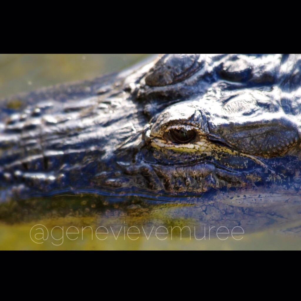 coolladyname's tweet photo. #CloseupForeverSummer #EyesOnTheRise #MondayMotivation #thatface #Gators #EvolutionParty http://t.co/r0ObH3lwss