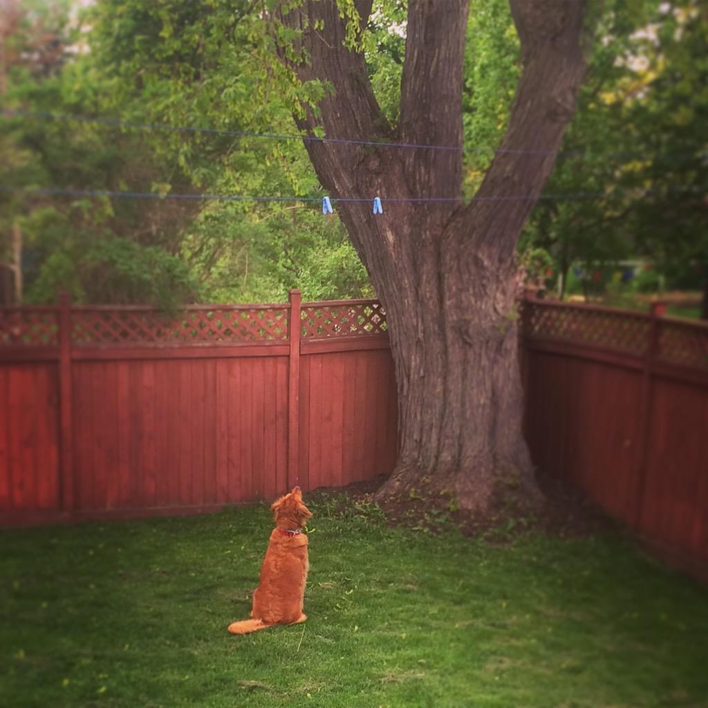 jen_thorne's tweet photo. The force is not strong with this one! Squirrels won't fall off trees using willpower! #guelphpets @guelphonography http://t.co/Ec8sNegG5a