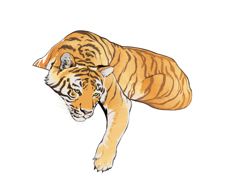 Тигр лень. Тигр рисунок. Тигр рисунок для детей. Восточный тигр рисунок. Тигр акварель на белом фоне.