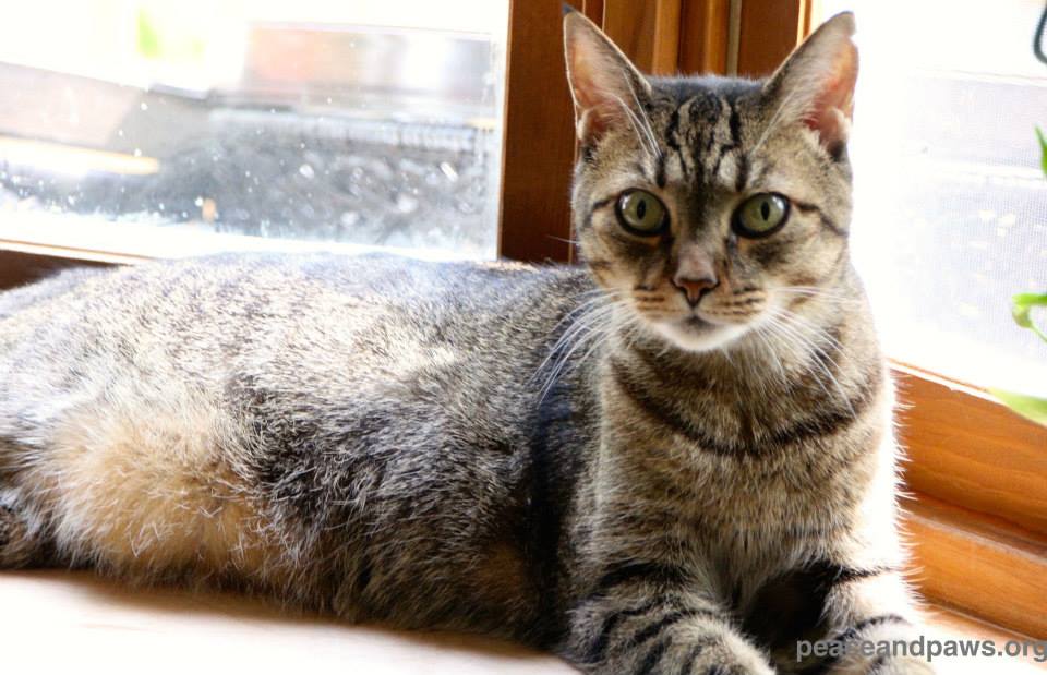 Kirtan beats the #BlackDogNinja to reach double digits in today's #WindowsillWars2015 battle: ow.ly/N6DSo