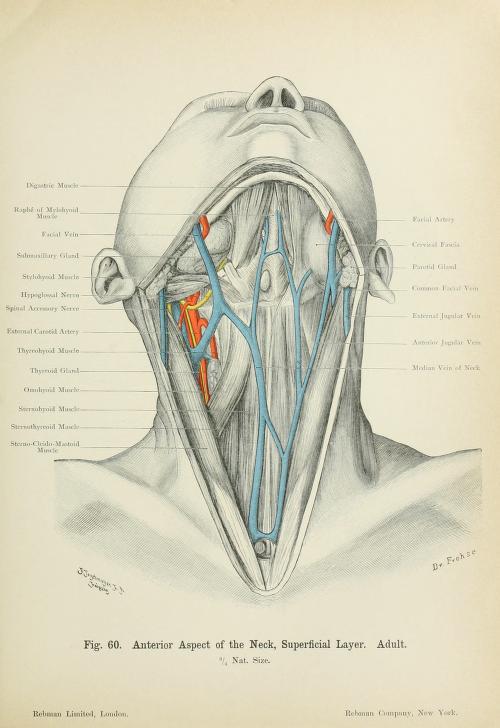 download axid: a medical dictionary,