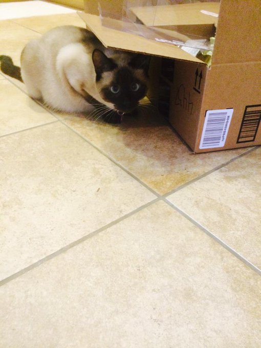 @YoJordanWtf she snarfs it up when you're not looking! It's not my fault! The cat doesn't like weed though<a class="tags" target="_blank" title="On Twitter" href="/?out=eyJ0eXAiOiJKV1QiLCJhbGciOiJIUzUxMiJ9.eyJpYXQiOjE3MjU1ODQ3NTAsImlzcyI6InR3cG9ybnN0YXJzLmNvbSIsIm5iZiI6MTcyNTU4NDc1MCwiZXhwIjoxNzU3MTIwNzUwLCJyZWRpcmVjdF91cmwiOiJodHRwczovL3R3aXR0ZXIuY29tL1lvSm9yZGFuV3RmIn0.Dm5GOkxlEgN4QSbY78izAH7bXPp_tV5RVpNOQgVQ18m07eYmgI67emeqFA7Acv2CYSVgYQon7giwKuC32KfQtg">@YoJordanWtf</a><a href="/tag/i"class="tags"><span>#i</span></a>