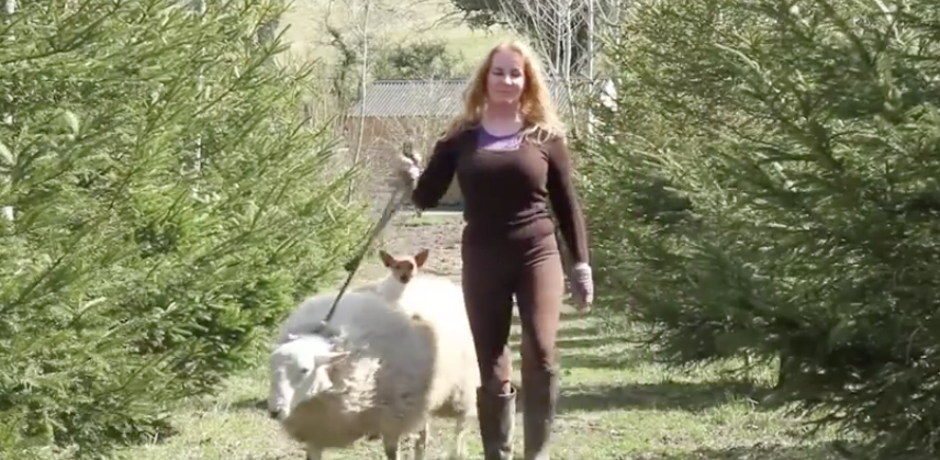 cracklecocandle's tweet photo. This sheep thinks he’s a dog! Not sure whether to laugh or cry… 

http://t.co/4zGAVBPXDE #cutedog http://t.co/zxFbGJJbQ0