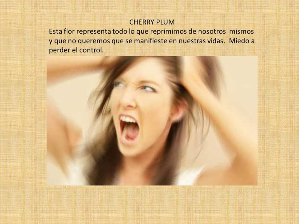 terapiaysonrisa's tweet image. Esta Flor aporta mayor dominio por ti mismo y mayor aguante al sufrimiento físico y mental.