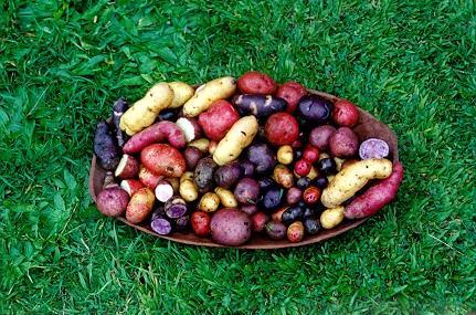 DanielNorero's tweet photo. Potato from "Chiloé Island" (Chile): 2° center of origin after Peru (+300 varieties) | @Seminisia @MarcelGutCo http://t.co/zLFLgJ3NRR