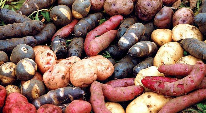 DanielNorero's tweet photo. Potato from "Chiloé Island" (Chile): 2° center of origin after Peru (+300 varieties) | @Seminisia @MarcelGutCo http://t.co/zLFLgJ3NRR
