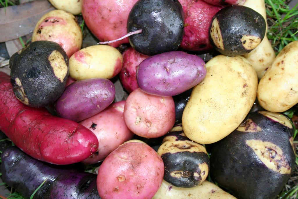DanielNorero's tweet photo. Potato from "Chiloé Island" (Chile): 2° center of origin after Peru (+300 varieties) | @Seminisia @MarcelGutCo http://t.co/zLFLgJ3NRR