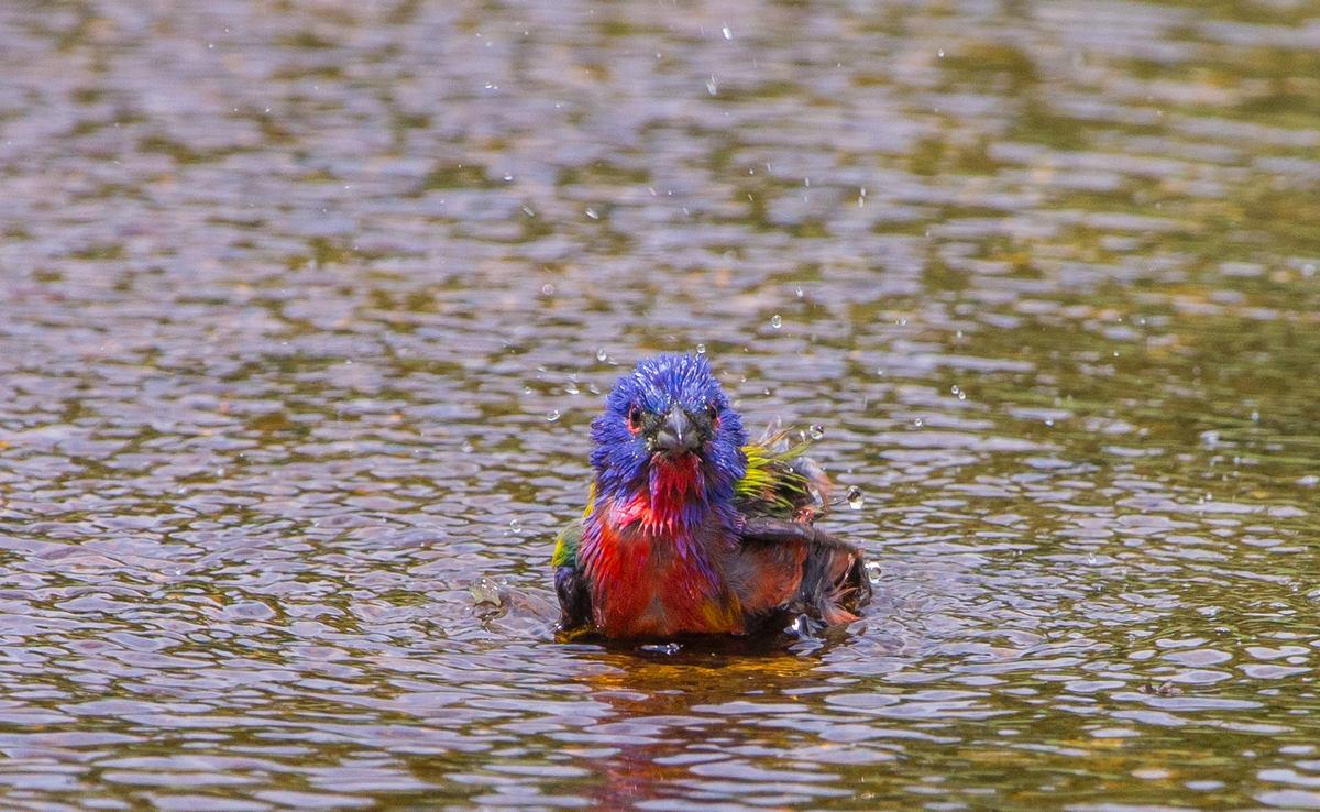 TPWDparks's tweet photo. A Painted Bunting splashes at Lake Somerville State Park near Brenham http://t.co/nwxhZAJc4C