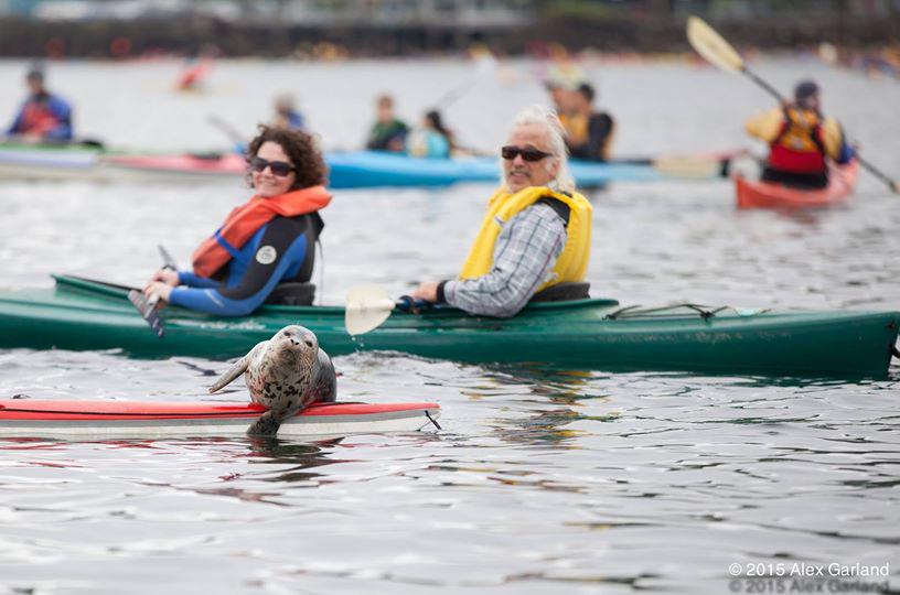 storyofstuff's tweet photo. This 'kayaktivist' is pretty darn cute!

#ShellNo  
#SavetheArtic  
#ActonClimate

Photo: Alex Garland http://t.co/vgkJW7JSEu