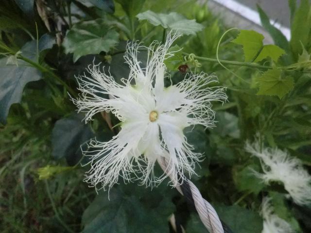 horse46uma's tweet photo. 雨が上が��た。散歩に出よう。 http://t.co/FLiWBF8lAA