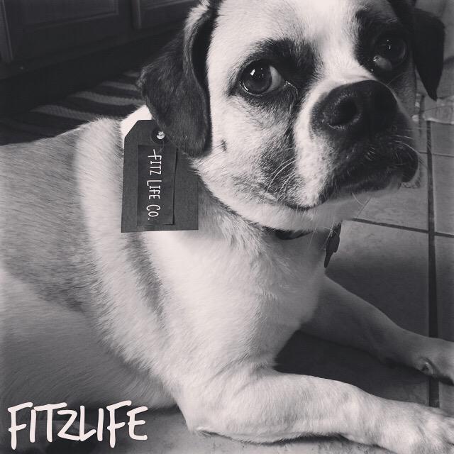 ChugglyFitz's tweet photo. #fitzlife shirts available soon! Rocking the #k9 world! Show me some sugar 😝 http://t.co/QhEGRePZMd