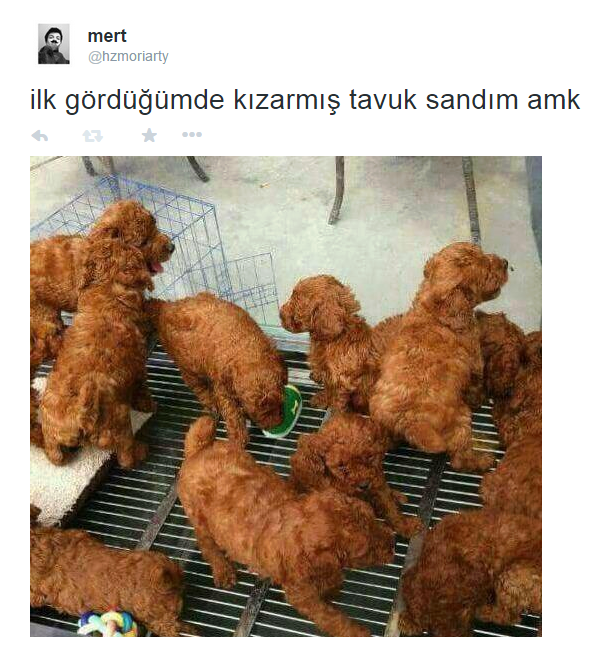 Komik Twittler (@ktwittler) on Twitter photo 