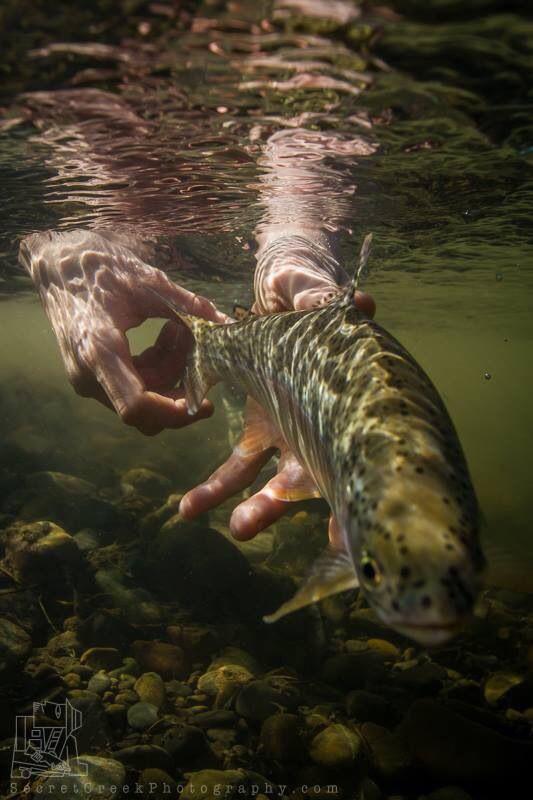 TrophyShots's tweet photo. Awesome shot from http://t.co/BmIZcZ0GpW http://t.co/t5V5LlrClG