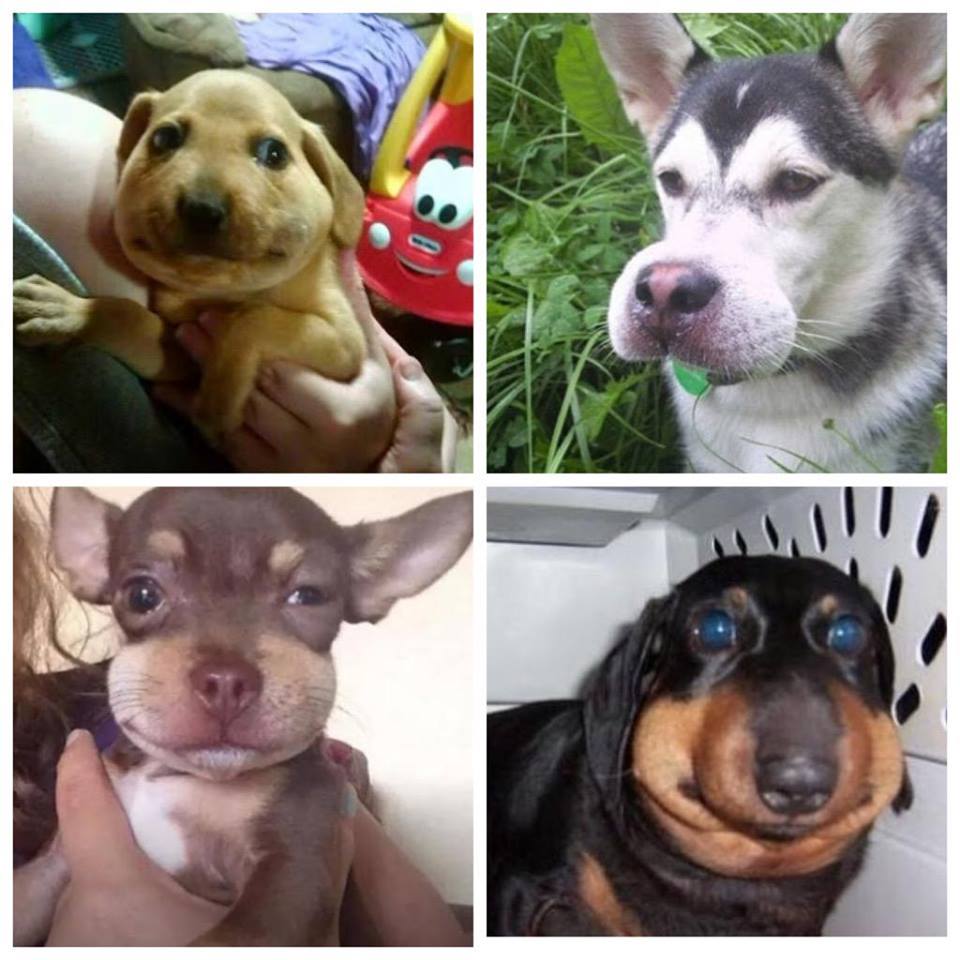 Arı yemeye çalışan köpekler :D