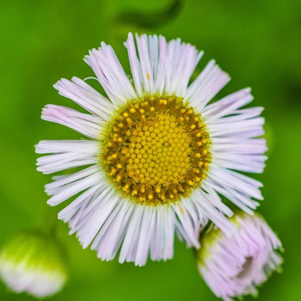 LeeAnnLander's tweet photo. #findbeautywhereyouare #backyardbeauty http://t.co/ubPrOXMk6G