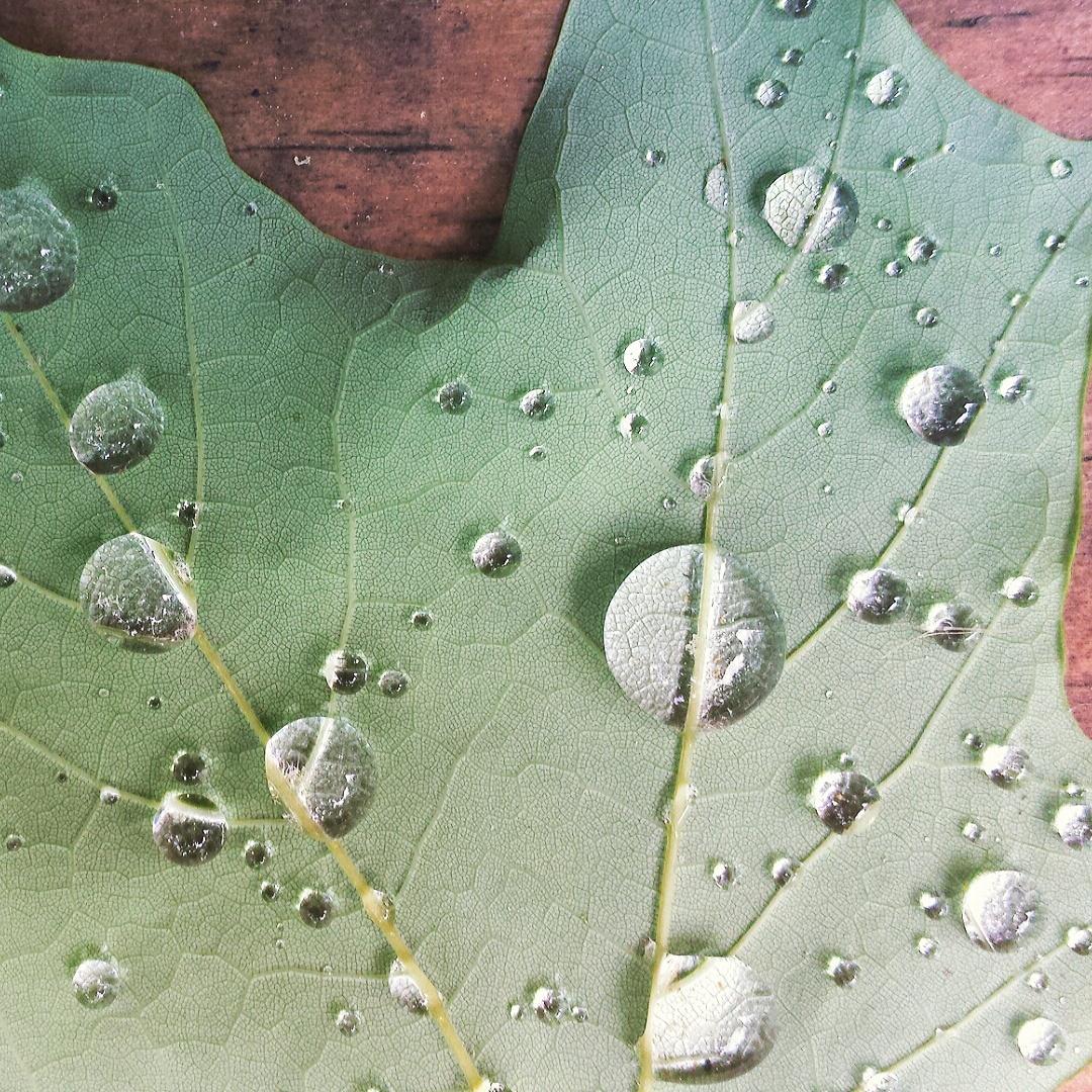 LeeAnnLander's tweet photo. After the rain. #findbeautywhereyouare http://t.co/jTSu8swJfM