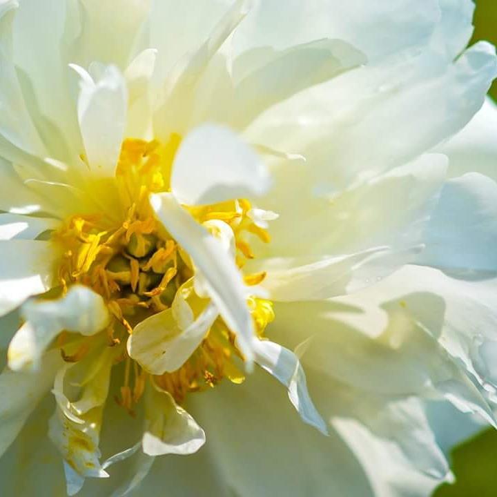 LeeAnnLander's tweet photo. Nature up close. #findbeautywhereyouare  #backyardbeauty http://t.co/xtNepUvaCU