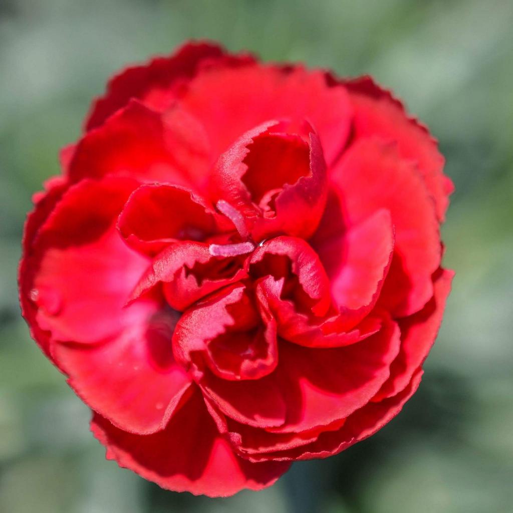 LeeAnnLander's tweet photo. Nature up close. #findbeautywhereyouare  #backyardbeauty http://t.co/xtNepUvaCU