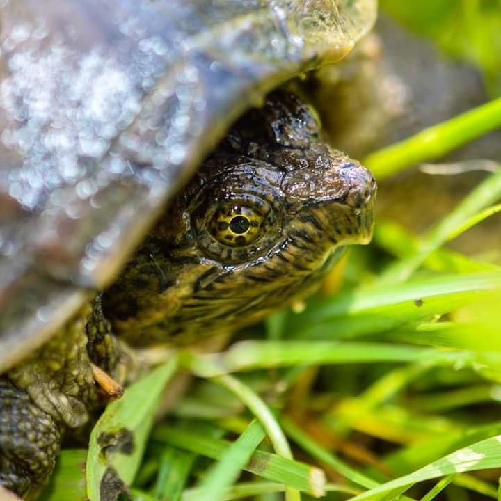 LeeAnnLander's tweet photo. #backyardbeauty #sillyturtle http://t.co/802naWgICO