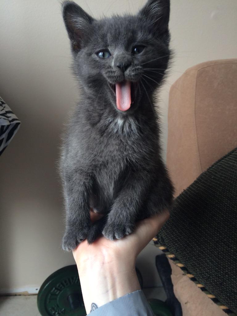 ImMicaylaB's tweet photo. Dear people who don't like cats, I don't get you. http://t.co/ce8YTwSKXl