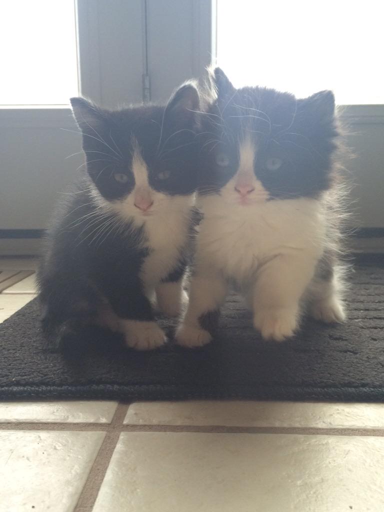 ImMicaylaB's tweet photo. Dear people who don't like cats, I don't get you. http://t.co/ce8YTwSKXl
