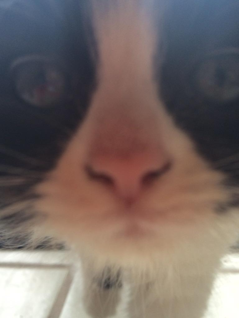 ImMicaylaB's tweet photo. Dear people who don't like cats, I don't get you. http://t.co/ce8YTwSKXl