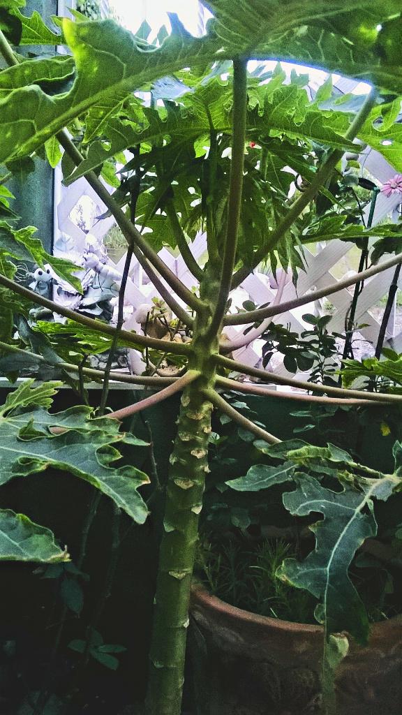 OgroGangsta's tweet photo. Natural 🍈.Papaya 🎥 http://t.co/ytGgwoDzNK