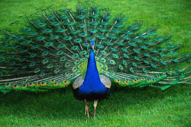 typemycock's tweet photo. Saw a pretty young thing strutting by today, so guess what I did?... I FLASHED HER http://t.co/F01lllEDOS
