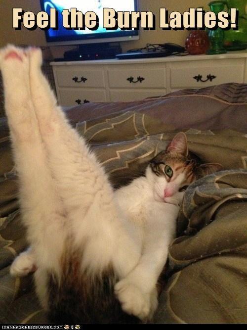 BodyChemStudio's tweet image. Wishing you a Happy Monday with the most adorable version of the Pilates Hundred! #CatPilates #HappyMonday