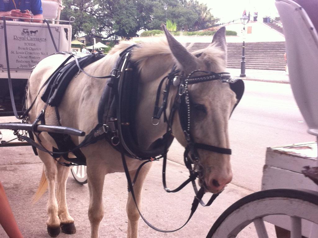 SimScraperAstro's tweet image. So #NewOrleans was fun...