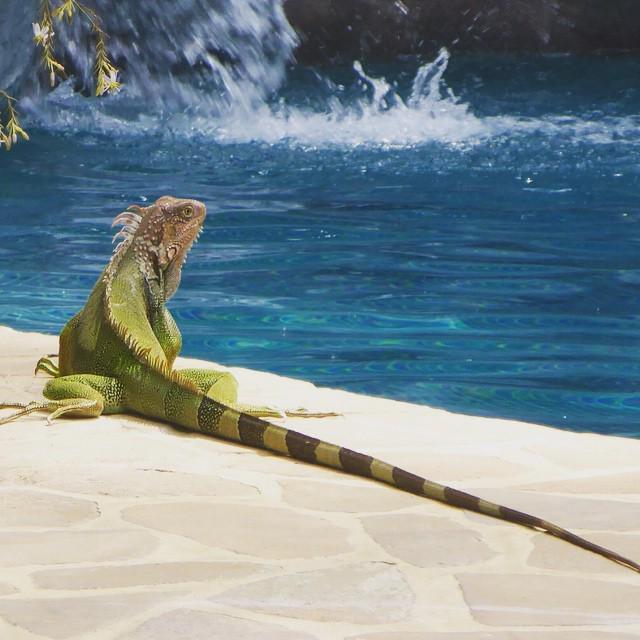 Asianbob's tweet photo. #ylangylang #iguana #CostaRica #poolside #waterfall #igphoto #Montezuma #bohemian #PlayaDe… http://t.co/062WEz9NPa http://t.co/NPeZayIKQh