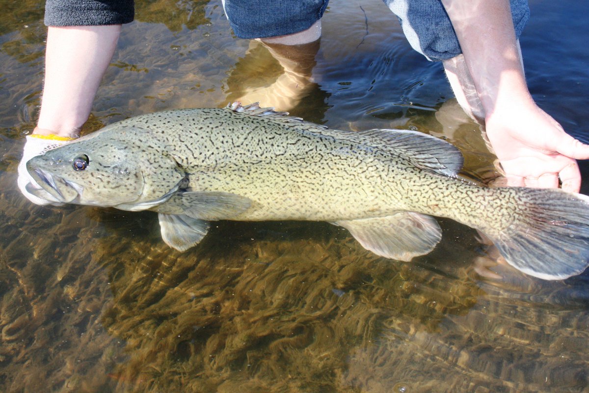 VR_Fish's tweet image. @JaalaPulford @LisanevilleMP How beautiful are these fish? #troutcod #target1million #excitingtimes
