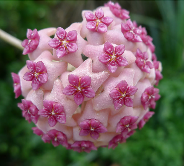Flipopular's tweet photo. Amazing Photos Of #Intoxicating #Geometrical Plants http://t.co/sUDTlidhGh #plantsday http://t.co/2g41nXzRG0