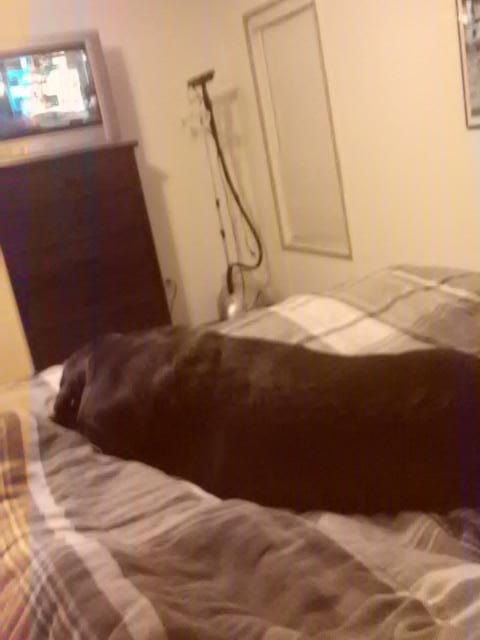 DeedeeWarfle's tweet photo. Why does she have to lay right in the middle? http://t.co/4Xsiu4RcDe