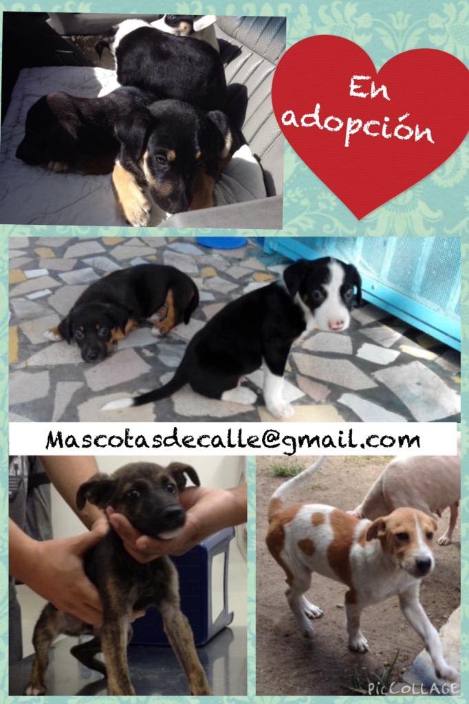 MASCOTASDECALLE's tweet photo. Ayúdanos a conseguir familias adoptantes tu RT es valioso! Estos cachorros te agradecerán! #Caracas http://t.co/oHf9289c2u