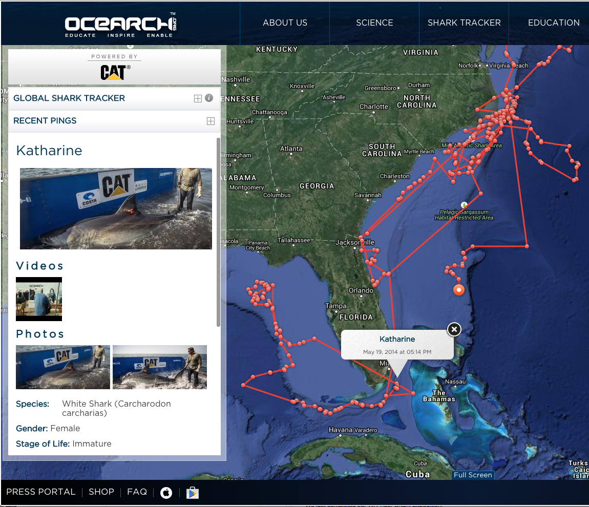 ChrisOCEARCH's tweet photo. When @OCEARCH  @Shark_Katharine pings again, will she b rounding SFL like 1 yr ago? @CostaSunglasses @CaterpillarInc http://t.co/wmzYF0Emyw