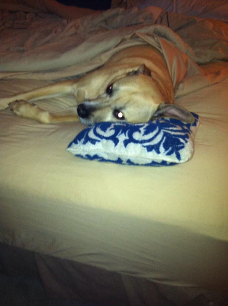 Always makes himself comfortable