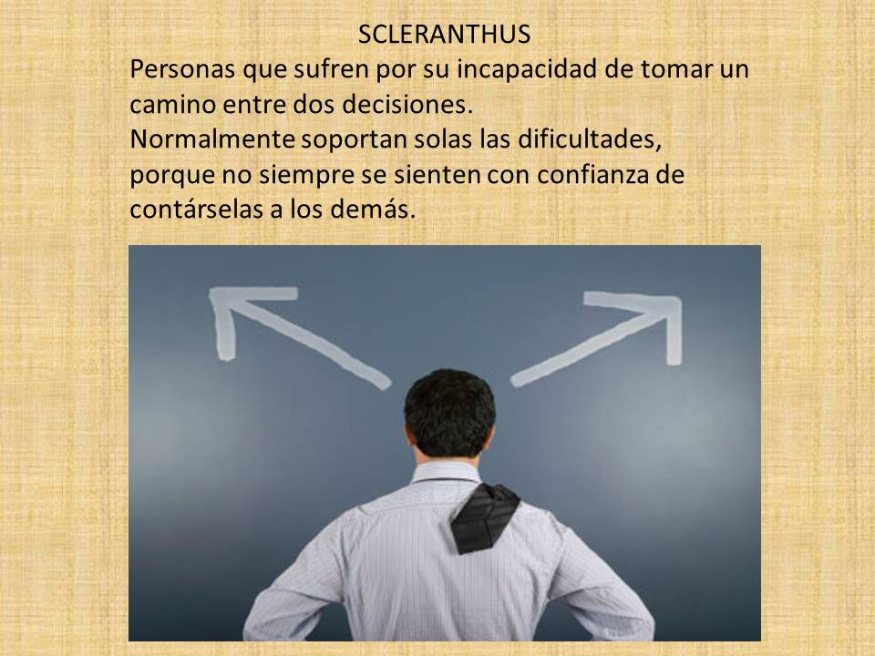 terapiaysonrisa's tweet image. SCLERANTHUS: Apoya en el re-equilibrio interior, rapidez en tomar decisiones, humor estable y seguridad.