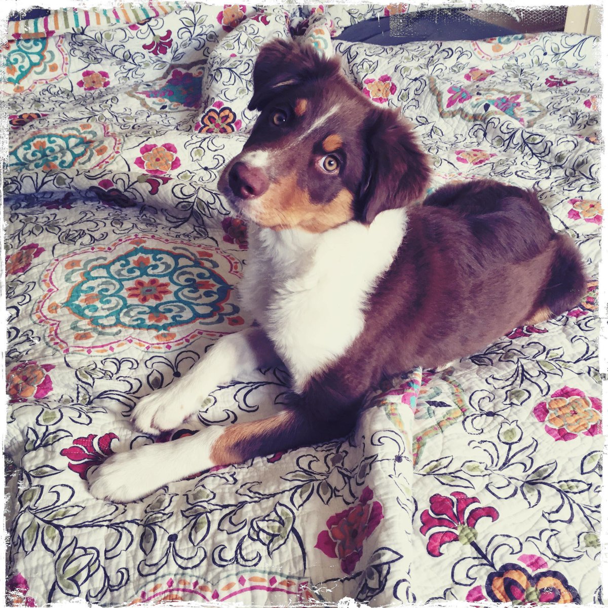 Feel_Good5's tweet photo. Brontë is NOT impressed with my shenanigans. http://t.co/zJyMlymxoH