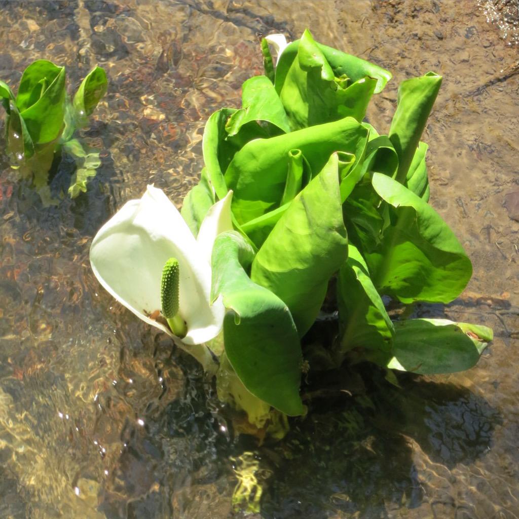 ツジーリヤ ヨシコサンドロワ V Twitter 水芭蕉の花が見頃でした 初めて見た 葉っぱはなんか美味しそう 花言葉は 美しい思い出 だって なのに英語ではskunk Cabbage やはりキャベツ そしてスカンク 水芭蕉 花 奥裾花 Http T Co Jmr7advmri ツジーリヤ ヨシコサンドロワ V Twitter 水芭蕉の花が見頃でした 初めて見た 葉っぱはなんか美味しそう 花言葉は 美しい思い出 だって なのに英語ではskunk Cabbage やはりキャベツ そしてスカンク 水芭蕉 花 奥裾花 Http T Co Jmr7advmri