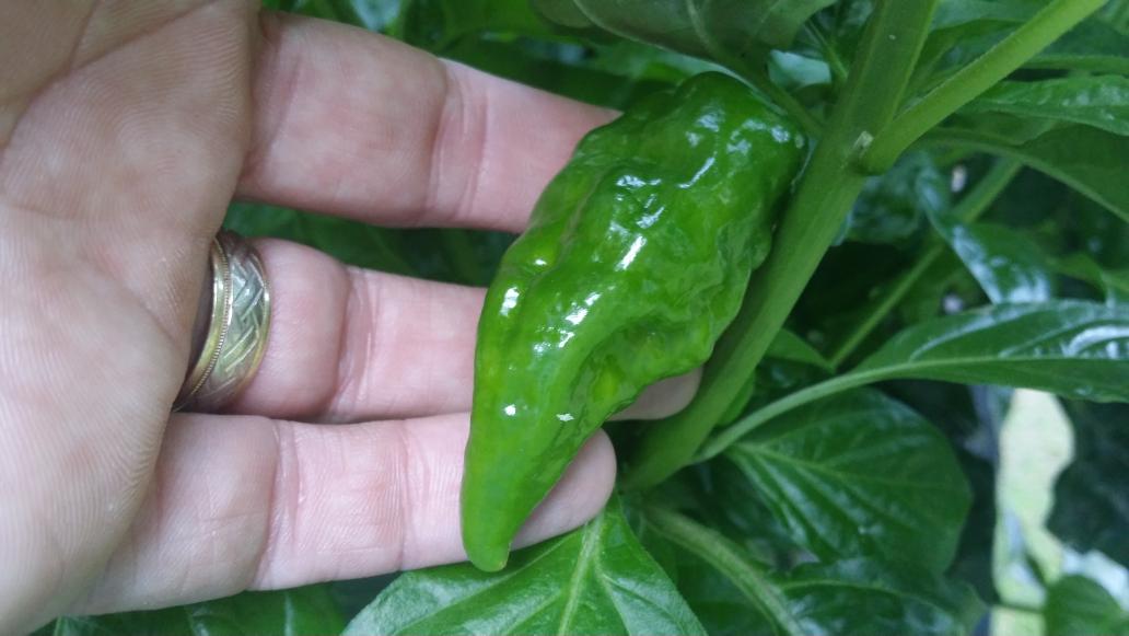 ThePepperGeek's tweet photo. Here's an un-named cross we'll be working on this year. This chocolate pepper won't be sweet. #superhot #peppergeek http://t.co/mVjkLinNgg
