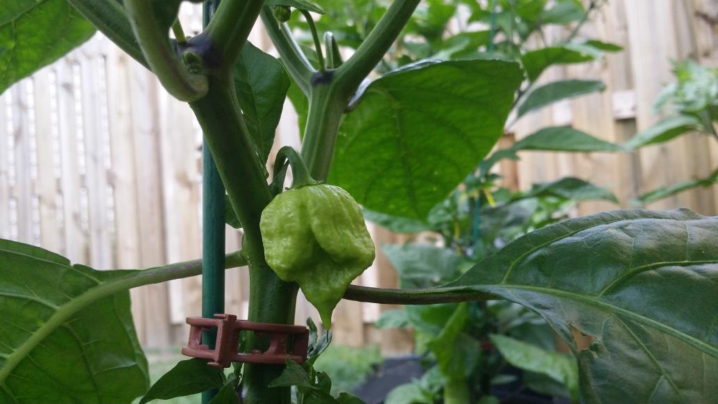 ThePepperGeek's tweet photo. Superhots are starting to grow at PGF. It's going to be a really hot summer. #superhot #peppergeek http://t.co/BcqNnmzD3T
